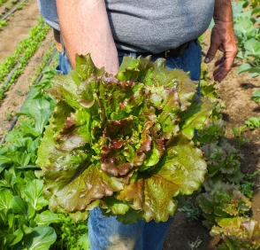 An assortment of vegetables