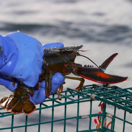 Customer choosing lobster