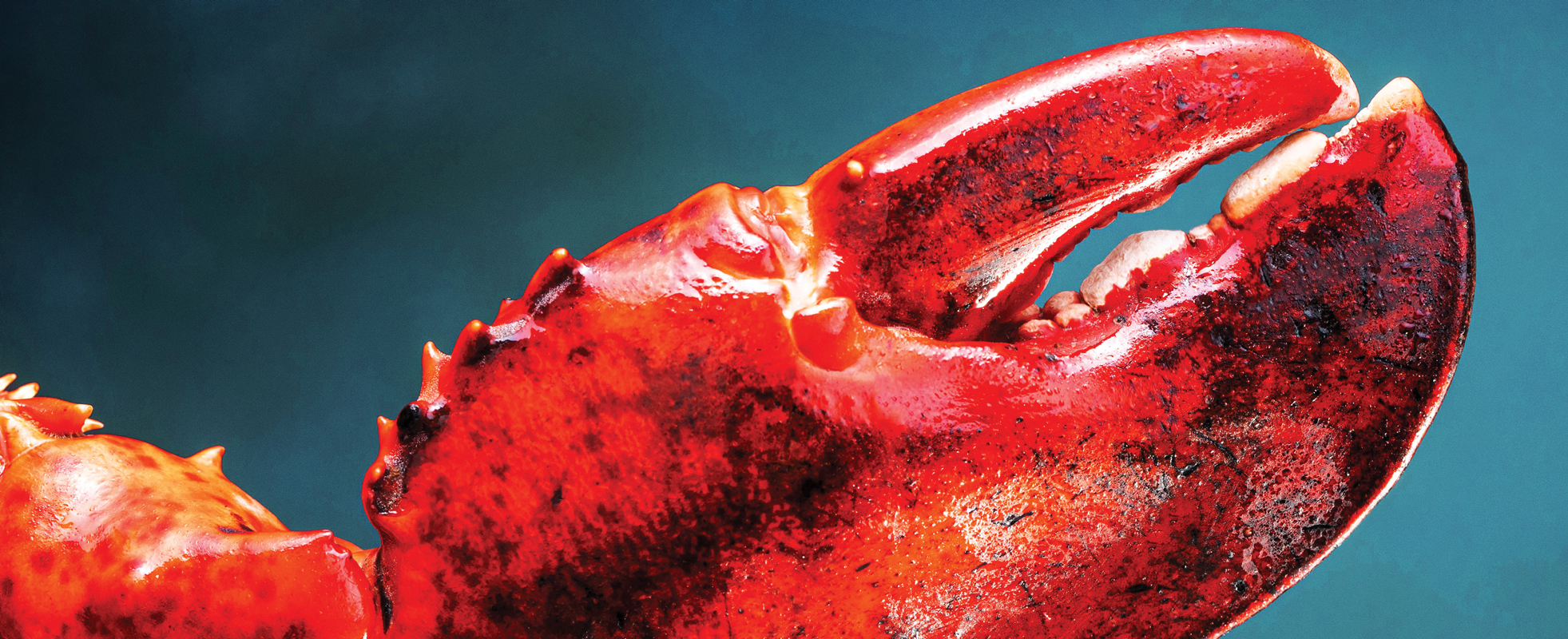 Lobstermania by Dorothy Lane Market