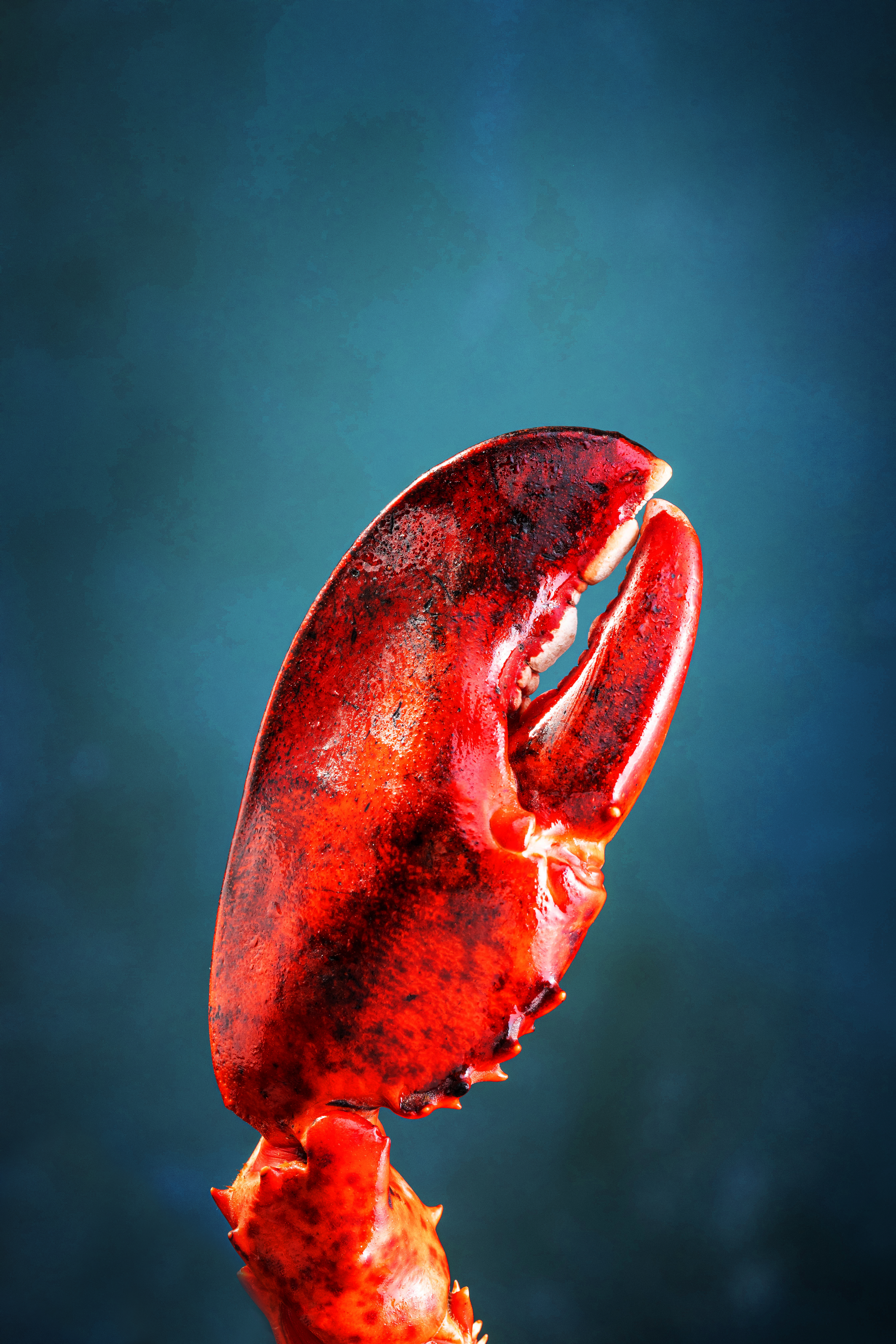 Lobster claw